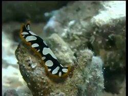 Sea slug, Pseudoceros scintillatus, Moving, Mabul, Borneo, Malaysia Stock Footage