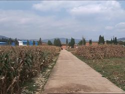 Food crunch opens doors to bioengineered crops News Clip