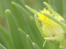 CU Shot of Yellow petalled succulent with closed bud / Namaqualand, Northern Cape, South Africa Stock Footage
