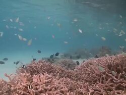 Artificial reef with schools of fishes, Baa Atoll, The Maldives Stock Footage