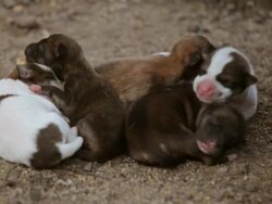 Newborn cute puppies Stock Footage