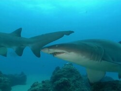 MS Shot of Two spotted ragged tooth sharks swimming along sea floor with sunlight filtering through water surface / Sodwana Bay, KwaZulu Natal, South Africa Stock Footage
