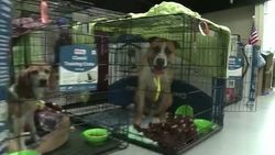 VOICED : After tornado a hunt for mans best friend News Clip