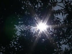 Sun Shining Through Trees Stock Footage