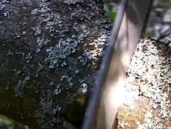 Cutting log with chainsaw Stock Footage