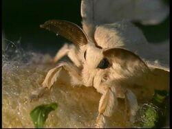 Silkworm Moth, Bombyx mori, portrait of furry adult with radar like antenna, BCU, Israel Stock Footage