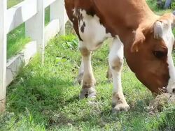 Cow grazing Stock Footage