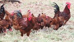 Cock Eating Food in farm Stock Footage