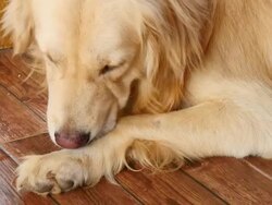 Golden Retriever Dog Scratching His Itchy Foots Stock Footage