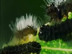 CU Caterpillars crawling on side of leaf, Botswana, Africa Stock Footage