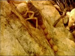 Scorpion moves away, track to Sundew (Drosera sp.), Parque Natural Los Alcornocales (Cadiz y Malaga), Andalucia, Spain Stock Footage