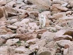 MS TS Shot of Mountain goat (Oreamnos americanus) billy races downboulder field / Idaho springs, Colorado, United States Stock Footage