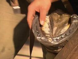 blacksmith, hooves, hammer, nail, hands Stock Footage