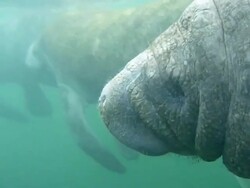 HD Video Florida trio of wild manatees swimming Stock Footage