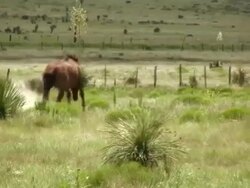 HD 1080i Horse Kicking and Running Stock Footage