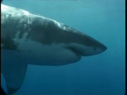 MS Great White Shark swims to camera, CU as shark swims past camera, Guadalupe Island, Pacific Ocean Stock Footage