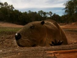 Medium tilt-up - A creature gnaws on a log in a computer-generated animation. / New York City, New York, USA Stock Footage