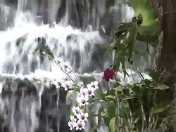 Orchid with waterfall Stock Footage