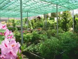 MS PAN Shot of pink rhododendron blossom, awney for plants in nursery / Saarburg, Rhineland Palatinate, Germany Stock Footage