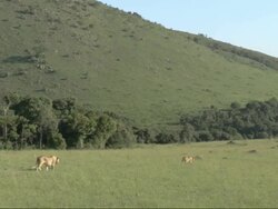 Lioness (Panther leo) walking, Kenya, Africa Stock Footage