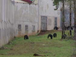 Chimpanzees at Chimp Haven refuge Stock Footage