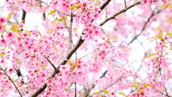 Pink Cherry Blossoms in Spring Season Stock Footage