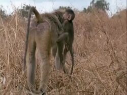 CU baby baboon climbs onto adults back, Tanzania Stock Footage