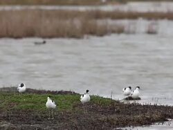 Bird Life At Elmley Marshes Stock Footage