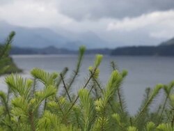 Pull focus view of new needle growth on tree, stormy lake Stock Footage