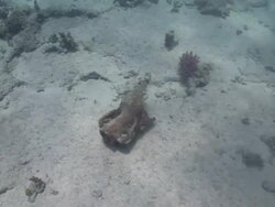 Sunlight dapples a sandy seabed where broken, ancient pottery lies. Stock Footage