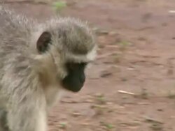 WS Vervet Monkey and baby Vervet Monkey / Vervet Monkey Foundation, Tzaneen, South Africa Stock Footage