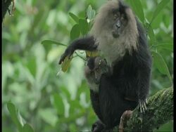 Mother Lion tailed macaque, Macaca silenus, with young, eating, in tree, Western Ghats, India Stock Footage