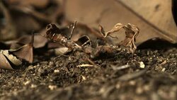 A mantis attacks a cricket and the cricket hops away. Stock Footage