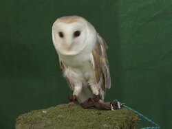 Owls at the Highland Games in Airth News Clip