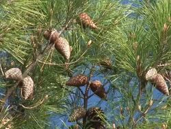 HD: Pine tree Stock Footage