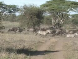 Zebra and Wildebeest Stampede in Africa Stock Footage