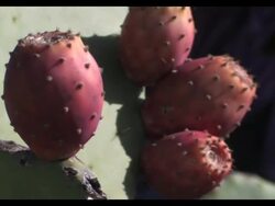 Prickly fruit provide welcome income News Clip