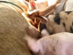 Pig farm Stock Footage