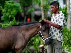 A man trimming the mane of a horse Stock Footage