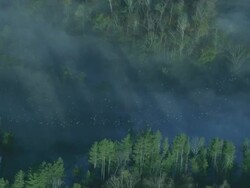 Long Shot  aerial tracking-right - Pigeons fly over a misty forest. /  USA Stock Footage