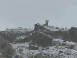MS ZI Two Big Horn Sheep on Snowy Mountain snowing / Cody, Wyoming, United States Stock Footage