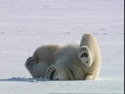 Polar bear (Ursus maritimus) rolling over and lying on front, near Churchill, Manitoba, Canada Stock Footage