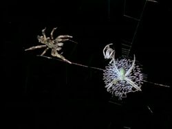 Robber Spider/Jumping Spider (Portia) moving towards white Spider, Australia Stock Footage