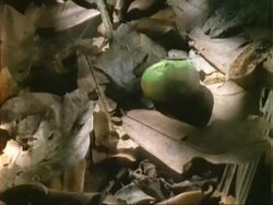 Dipteryx, CU High Speed dipteryx fruit falls onto leaf litter, Panama Stock Footage