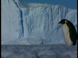 MCU Emperor penguin waddling right to left across ice, ice cliff in background, Antarctica Stock Footage