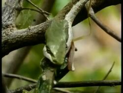CU Vine Snake, feeding, head eating prey, Kenya Stock Footage