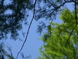 HD 1080i Forest Treetops 5 Stock Footage