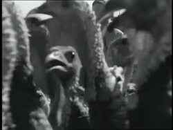 A flock of turkeys waddle through a Texas town. News Clip