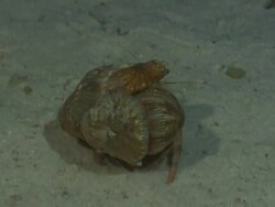 Hermit Crab flips shell onto body turns away on sandy bottom, Egypt, Red Sea  Stock Footage