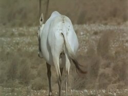 MS Arabian Oryx, Oryx leucoryx, heavily pregnant Oryx walking away from camera, Jiddat al Harasis desert, Oman Stock Footage